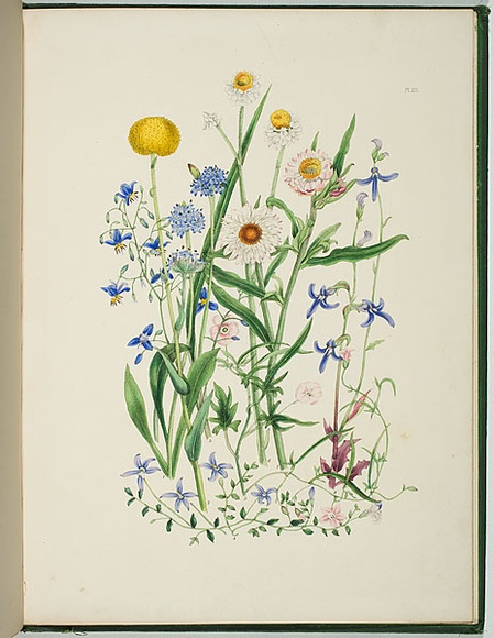 Artist: b'Charsley, Fanny Anne.' | Title: b'Brunonia australis, craspedia richea, dianella revoluta, lobelia pedunculata, convolvulus erubescens, ammobium alatum, helichrysum bracteatum and lobelia simplicicaulis.' | Date: 1867 | Technique: b'lithograph, printed in black ink, from one stone; hand-coloured' Artist: b'Charsley, Fanny Anne.' | Title: b'Brunonia australis, craspedia richea, dianella revoluta, lobelia pedunculata, convolvulus erubescens, ammobium alatum, helichrysum bracteatum and lobelia simplicicaulis.' | Date: 1867 | Technique: b'lithograph, printed in black ink, from one stone; hand-coloured'
