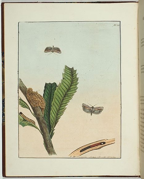 Artist: b'Lewin, J.W.' | Title: b'Cryptophasa strigata' | Date: 14 April 1803 | Technique: b'etching, printed in black ink, from one copper plate; hand-coloured' Artist: b'Lewin, J.W.' | Title: b'Cryptophasa strigata' | Date: 14 April 1803 | Technique: b'etching, printed in black ink, from one copper plate; hand-coloured'