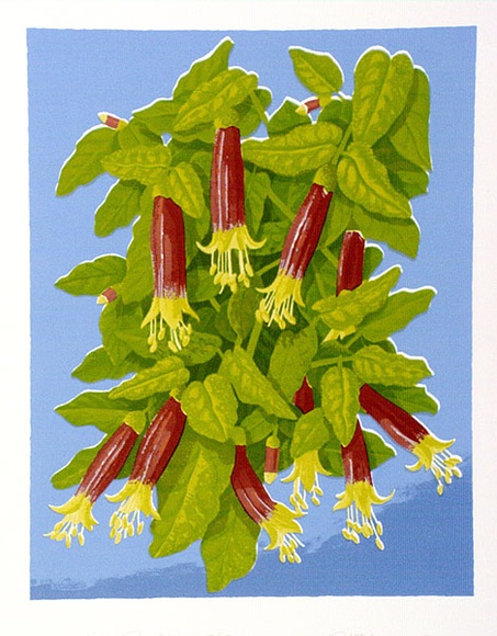 Artist: b'letcher, William.' | Title: b'Native fuschia.' | Date: 1979 | Technique: b'screenprint, printed in colour, from multiple stencils' | Copyright: b'With the permission of The William Fletcher Trust which provides assistance to young artists.' Artist: b'letcher, William.' | Title: b'Native fuschia.' | Date: 1979 | Technique: b'screenprint, printed in colour, from multiple stencils' | Copyright: b'With the permission of The William Fletcher Trust which provides assistance to young artists.'