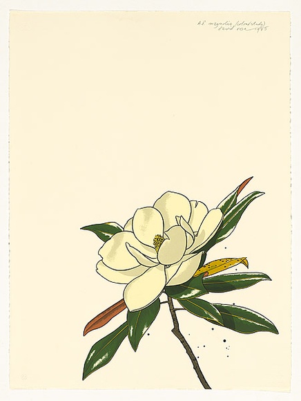 Artist: b'Rose, David.' | Title: b'Magnolia (colour study)' | Date: 1985 | Technique: b'screenprint, printed in colour, from multiple stencils' Artist: b'Rose, David.' | Title: b'Magnolia (colour study)' | Date: 1985 | Technique: b'screenprint, printed in colour, from multiple stencils'