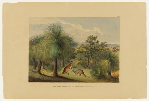 Artist: b'Angas, George French.' | Title: b'Grass trees at Yankallillah, with the red kangaroo.' | Date: 1846-47 | Technique: b'lithograph, printed in colour, from multiple stones; varnish highlights by brush' Artist: b'Angas, George French.' | Title: b'Grass trees at Yankallillah, with the red kangaroo.' | Date: 1846-47 | Technique: b'lithograph, printed in colour, from multiple stones; varnish highlights by brush'