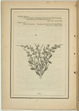 Title: not titled [fabricia loevigata]. | Date: 1861 | Technique: woodengraving, printed in black ink, from one block