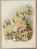 Artist: Meredith, Louisa Anne. | Title: Native clematis | Date: 1860 | Technique: lithograph, printed in colour, from multiple stones