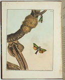 Artist: Lewin, J.W. | Title: Hepialus ligniveren | Date: 20/04/1803 | Technique: etching, printed in black ink, from one copper plate; hand-coloured