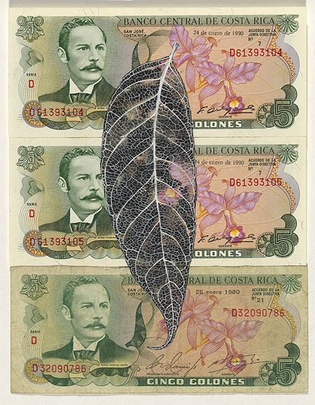Artist: b'HALL, Fiona' | Title: b'Swietenia mahogani - Mahogany (Costa Rican currency)' | Date: 2000 - 2002 | Technique: b'gouache' | Copyright: b'\xc2\xa9 Fiona Hall' Artist: b'HALL, Fiona' | Title: b'Swietenia mahogani - Mahogany (Costa Rican currency)' | Date: 2000 - 2002 | Technique: b'gouache' | Copyright: b'\xc2\xa9 Fiona Hall'