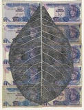 Artist: HALL, Fiona | Title: Terminalia catappa - Indian almond (Malaysian currency) | Date: 2000 - 2002 | Technique: gouache | Copyright: © Fiona Hall