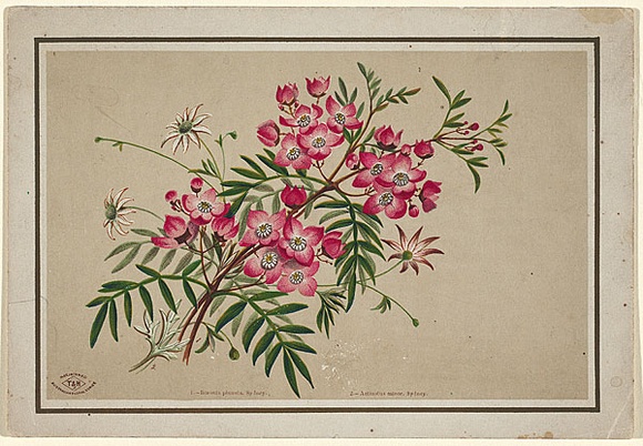 Artist: b'Scott, Helena.' | Title: b'Australian floral series: Boronia pinnata, Actinotus minor, Sydney' | Date: c.1880 | Technique: b'lithograph, printed in colour, from multiple stones' Artist: b'Scott, Helena.' | Title: b'Australian floral series: Boronia pinnata, Actinotus minor, Sydney' | Date: c.1880 | Technique: b'lithograph, printed in colour, from multiple stones'