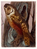 Artist: b'Griffin, Murray.' | Title: b'The owl' | Date: 1966 | Technique: b'linocut, printed in colour, from multiple blocks'
