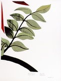 Artist: Newmarch, Ann. | Title: Malu Karu (Sturt Desert Pea) | Date: 1980 | Technique: screenprint, printed in colour, from multiple stencils