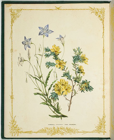 Artist: b'De Mole, Fanny.' | Title: b'Harebell and tree primrose.' | Date: 1861 | Technique: b'lithograph, printed in black ink, from one stone; hand-coloured' Artist: b'De Mole, Fanny.' | Title: b'Harebell and tree primrose.' | Date: 1861 | Technique: b'lithograph, printed in black ink, from one stone; hand-coloured'