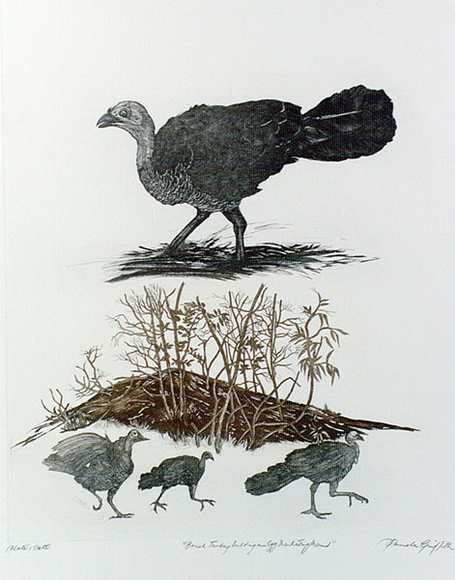 Artist: b'GRIFFITH, Pamela' | Title: b'The Brush Turkey building and egg incubating mound' | Date: 1989 | Technique: b'hard ground, aquatint, printed in colour, from one copper plate' | Copyright: b'\xc2\xa9 Pamela Griffith' Artist: b'GRIFFITH, Pamela' | Title: b'The Brush Turkey building and egg incubating mound' | Date: 1989 | Technique: b'hard ground, aquatint, printed in colour, from one copper plate' | Copyright: b'\xc2\xa9 Pamela Griffith'