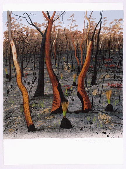 Artist: b'Rose, David.' | Title: b'After the fires at Kariong' | Date: 1989 | Technique: b'screenprint, printed in colour, from multiple stencils' Artist: b'Rose, David.' | Title: b'After the fires at Kariong' | Date: 1989 | Technique: b'screenprint, printed in colour, from multiple stencils'