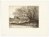 Artist: b'PLATT, Austin' | Title: b'Tree study, Richmond river' | Date: 1978 | Technique: b'etching, printed in black ink, from one plate'