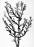 Artist: L'Estrange, Sally. | Title: Olive branch | Date: 1985 | Technique: lithograph, printed in black ink, from one plate