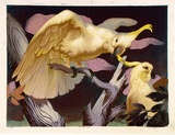 Artist: b'Griffin, Murray.' | Title: b'Two cockatoos.' | Date: 1969 | Technique: b'linocut, printed in colour, from multiple blocks'