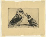 Artist: b'Long, Sydney.' | Title: b'Kookaburra and young' | Date: c.1919 | Technique: b'drypoint, printed in black ink with light plate-tone, from one copper plate' | Copyright: b'Reproduced with the kind permission of the Ophthalmic Research Institute of Australia'