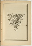 Title: b'not titled [tecoma la trobei].' | Date: 1861 | Technique: b'woodengraving, printed in black ink, from one block'