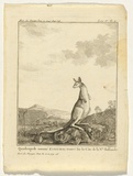 Title: Quadrupede nomme Kanguroo, trouve sur la cote de la Nle Hollande. | Date: c. 1774 | Technique: engraving, printed in black ink, from one copper plate