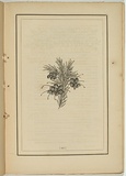 Title: not titled [grevillea la trobeana]. | Date: 1861 | Technique: woodengraving, printed in black ink, from one block