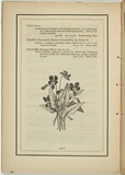 Title: not titled [viola betonicifolia]. | Date: 1861 | Technique: woodengraving, printed in black ink, from one block