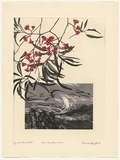 Artist: b'GRIFFITH, Pamela' | Title: b'Blue Mountains NSW' | Date: 1988 | Technique: b'hard ground, aquatint, photo-transfer, on one copper, embassed inset' | Copyright: b'\xc2\xa9 Pamela Griffith'