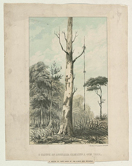 Title: b'A native of Australia climbing a gum tree' | Date: c.1855 | Technique: b'lithograph, printed in colour, from multiple stones' Title: b'A native of Australia climbing a gum tree' | Date: c.1855 | Technique: b'lithograph, printed in colour, from multiple stones'
