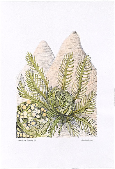 Artist: b'Bradhurst, Jane.' | Title: b'Argyle cycad, Kimberley.' | Date: 1997 | Technique: b'lithograph, printed in black ink, from one stone; hand-coloured in watercolour' Artist: b'Bradhurst, Jane.' | Title: b'Argyle cycad, Kimberley.' | Date: 1997 | Technique: b'lithograph, printed in black ink, from one stone; hand-coloured in watercolour'
