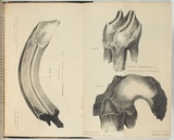 Artist: Hobson, Margaret. | Title: Fossil teeth found at Mt Macedon, Port Phillip. | Date: 1846 | Technique: lithograph, printed in black ink, from one stone