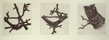 Artist: b'Laspargis, Paul.' | Title: b'not titled [studies of plants]' | Date: 1981 | Technique: b'etching, printed in black ink, from three plates'
