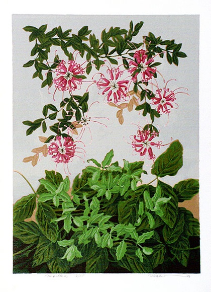 Artist: b'letcher, William.' | Title: b'Grevillea.' | Date: 1978 | Technique: b'screenprint, printed in colour, from multiple stencils' | Copyright: b'With the permission of The William Fletcher Trust which provides assistance to young artists.' Artist: b'letcher, William.' | Title: b'Grevillea.' | Date: 1978 | Technique: b'screenprint, printed in colour, from multiple stencils' | Copyright: b'With the permission of The William Fletcher Trust which provides assistance to young artists.'