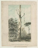 Title: A native of Australia climbing a gum tree | Date: c.1855 | Technique: lithograph, printed in colour, from multiple stones