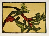 Artist: OGILVIE, Helen | Title: Kangaroo paws | Technique: linocut, printed in colour, from multiple blocks