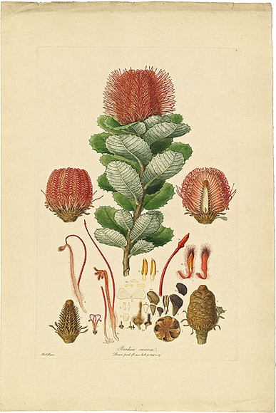 Artist: b'Bauer, Ferdinand.' | Title: b'Banksia coccinea.' | Date: 1806-13 | Technique: b'engraving, printed in colour, from one plate; hand-coloured; letterpress' Artist: b'Bauer, Ferdinand.' | Title: b'Banksia coccinea.' | Date: 1806-13 | Technique: b'engraving, printed in colour, from one plate; hand-coloured; letterpress'