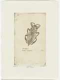 Artist: Lankester, Jo. | Title: Hemiptera - water scorpion | Date: 1995, December | Technique: etching, printed in black ink, from one plate