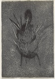 Artist: Uhlmann, Paul. | Title: New Insecta Queensland by A A Girault. | Date: 1989 | Technique: etching