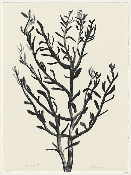 Artist: bL'Estrange, Sally. | Title: b'(Olive tree)' | Date: 1985 | Technique: b'lithograph, printed in black ink, from one stone' Artist: bL'Estrange, Sally. | Title: b'(Olive tree)' | Date: 1985 | Technique: b'lithograph, printed in black ink, from one stone'