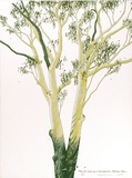 Artist: b'Rose, David.' | Title: b'Tree for bees and kookaburras, Bateau Bay' | Date: 1975 | Technique: b'screenprint, printed in colour, from multiple stencils'
