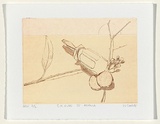 Artist: Cooke, Warren. | Title: S.K. rude IV adolla | Date: 1999, 15 October | Technique: etching, printed in sepia ink, from one plate
