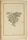 Title: not titled [tecoma la trobei]. | Date: 1861 | Technique: woodengraving, printed in black ink, from one block