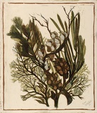 Artist: OGILVIE, Helen | Title: Hakea. | Date: c.1938 | Technique: linocut, printed in colour, from multiple blocks