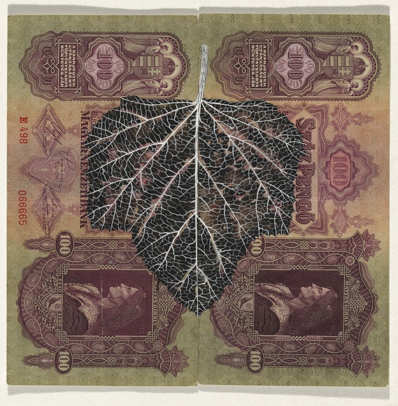 Artist: b'HALL, Fiona' | Title: b'Althea officinalis - Marshmallow (Hungarian currency)' | Date: 2000 - 2002 | Technique: b'gouache' | Copyright: b'\xc2\xa9 Fiona Hall' Artist: b'HALL, Fiona' | Title: b'Althea officinalis - Marshmallow (Hungarian currency)' | Date: 2000 - 2002 | Technique: b'gouache' | Copyright: b'\xc2\xa9 Fiona Hall'