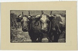 Artist: LINDSAY, Lionel | Title: Yoke mates | Date: 1923 | Technique: wood-engraving, printed in black ink, from one block | Copyright: Courtesy of the National Library of Australia