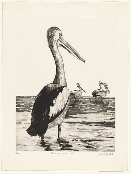 Artist: b'GRIFFITH, Pamela' | Title: b'Pelicans in the shallows' | Date: 1981 | Technique: b'hardground-etching, aquatint, mezzotint rocker and burnishing, printed in black ink, from one zinc plate' | Copyright: b'\xc2\xa9 Pamela Griffith' Artist: b'GRIFFITH, Pamela' | Title: b'Pelicans in the shallows' | Date: 1981 | Technique: b'hardground-etching, aquatint, mezzotint rocker and burnishing, printed in black ink, from one zinc plate' | Copyright: b'\xc2\xa9 Pamela Griffith'
