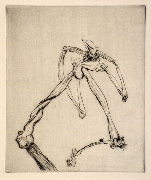 Artist: b'Graham, Geoffrey.' | Title: b'Striding bone figure' | Date: c.1938 | Technique: b'etching, printed in black ink, from one plate' Artist: b'Graham, Geoffrey.' | Title: b'Striding bone figure' | Date: c.1938 | Technique: b'etching, printed in black ink, from one plate'