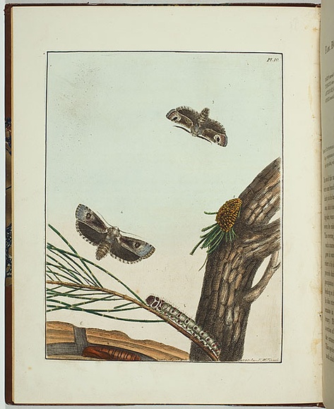 Artist: b'Lewin, J.W.' | Title: b'Cryptophasa irrorata' | Date: 01 April 1803 | Technique: b'etching, printed in black ink, from one copper plate; hand-coloured' Artist: b'Lewin, J.W.' | Title: b'Cryptophasa irrorata' | Date: 01 April 1803 | Technique: b'etching, printed in black ink, from one copper plate; hand-coloured'
