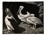 Artist: LINDSAY, Lionel | Title: Pelicans | Date: 1938 | Technique: wood-engraving, printed in black ink, from one block | Copyright: Courtesy of the National Library of Australia