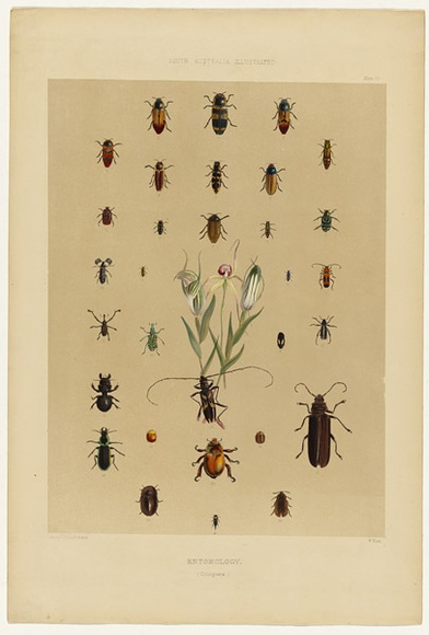 Artist: b'Angas, George French.' | Title: b'Entomology: coleoptera.' | Date: 1846-47 | Technique: b'lithograph, printed in colour, from multiple stones; varnish highlights by brush'