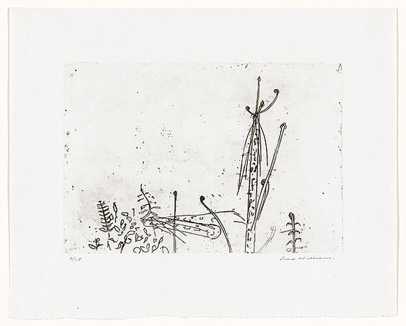 Artist: b'WILLIAMS, Fred' | Title: b'Regenerating ferns. Number 1' | Date: 1970 | Technique: b'etching and foul biting, printed in black ink, from one zinc plate' | Copyright: b'\xc2\xa9 Fred Williams Estate' Artist: b'WILLIAMS, Fred' | Title: b'Regenerating ferns. Number 1' | Date: 1970 | Technique: b'etching and foul biting, printed in black ink, from one zinc plate' | Copyright: b'\xc2\xa9 Fred Williams Estate'