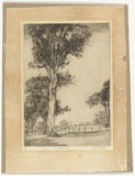 Artist: ROBERTSON, Bruce | Title: Roadside trees | Date: (1931) | Technique: etching, printed in black ink with plate-tone, from one plate