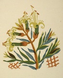 Artist: OGILVIE, Helen | Title: Greeting card: Christmas, Golden heath | Technique: linocut, printed in colour, from multiple blocks